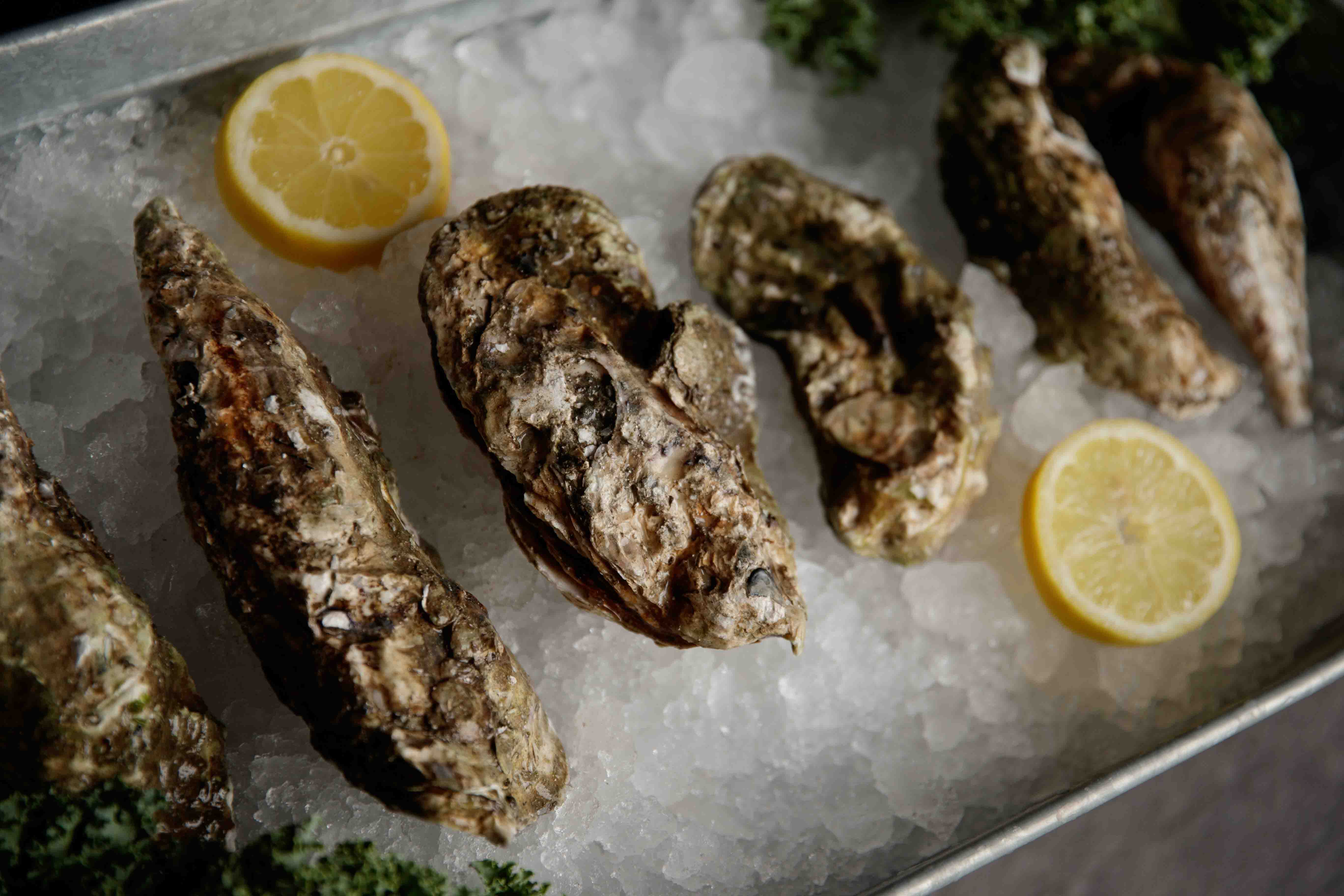 Oysters — Seafood Express